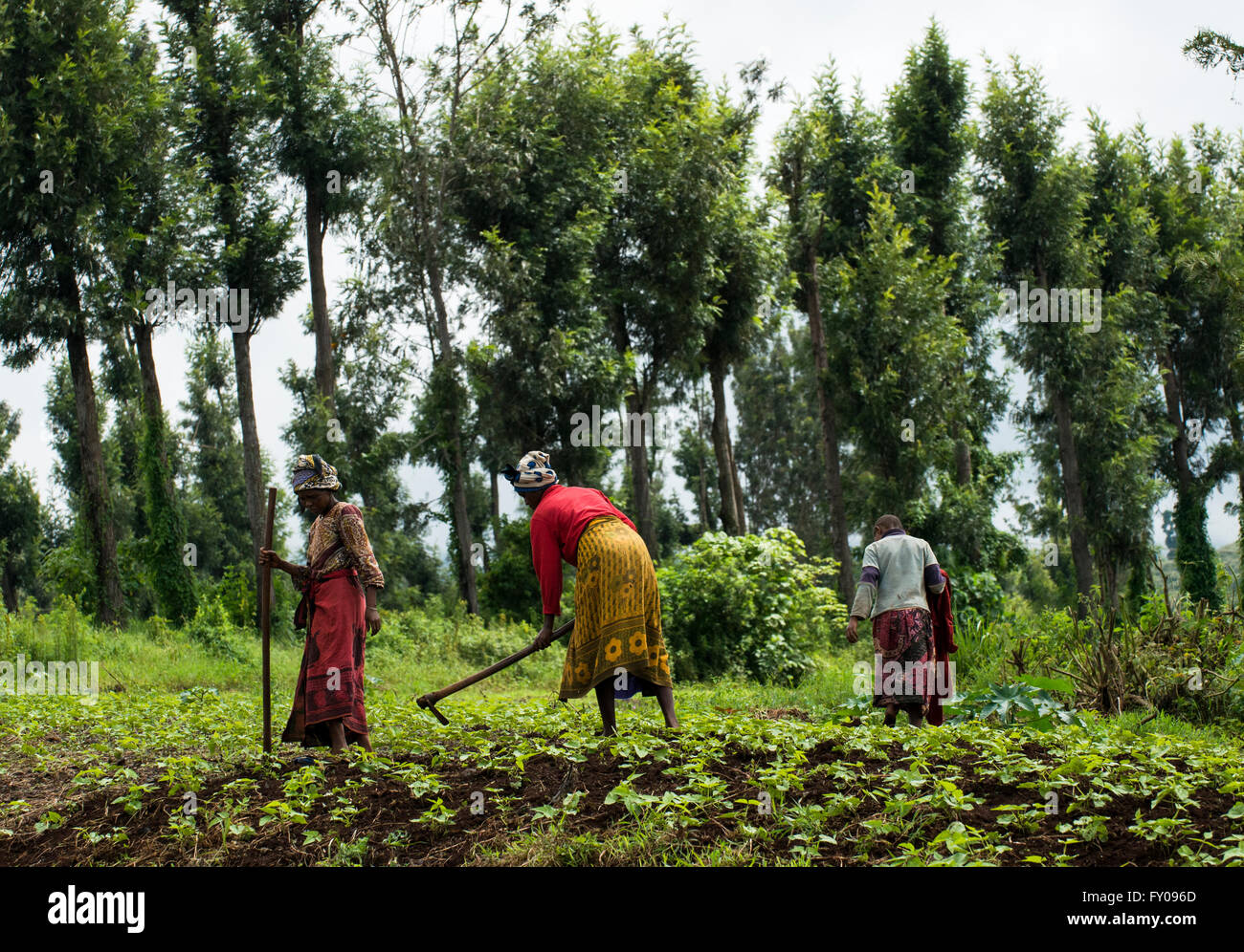 Los agricultores que trabajan en su campo en el norte de Tanzania. Foto de stock
