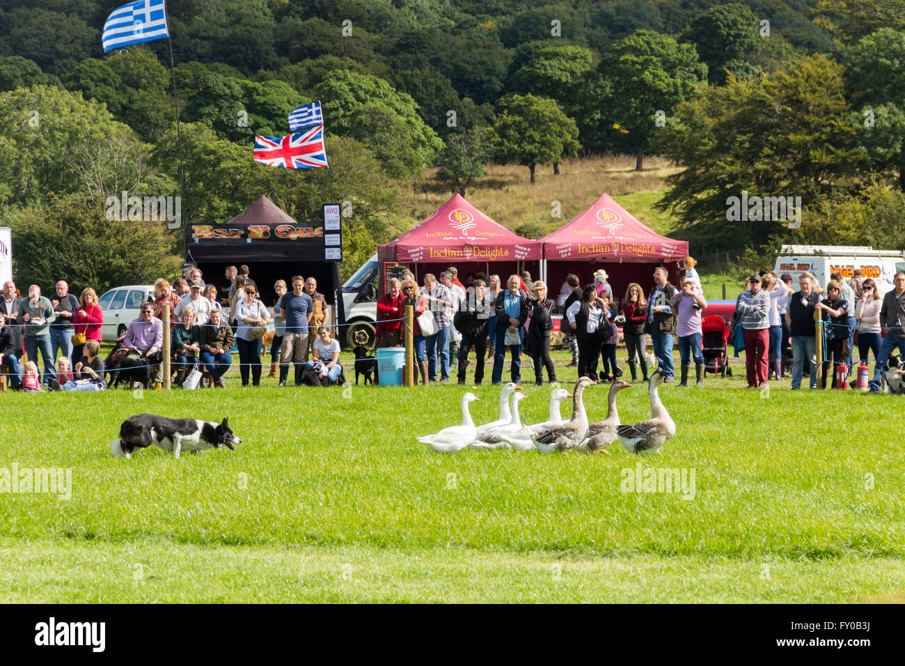 Los visitantes de la Lancashire Juego y país Festival 2015 ovejero ver una demostración del trabajo con una pandilla de gansos. Foto de stock