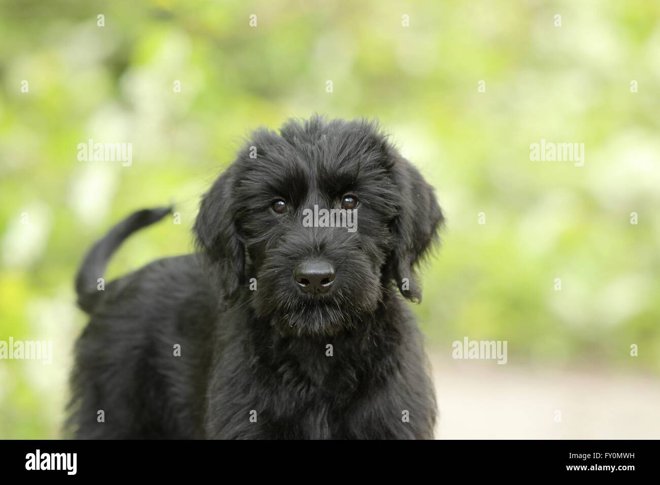 Schnauzer gigante cachorro Fotografía de stock - Alamy