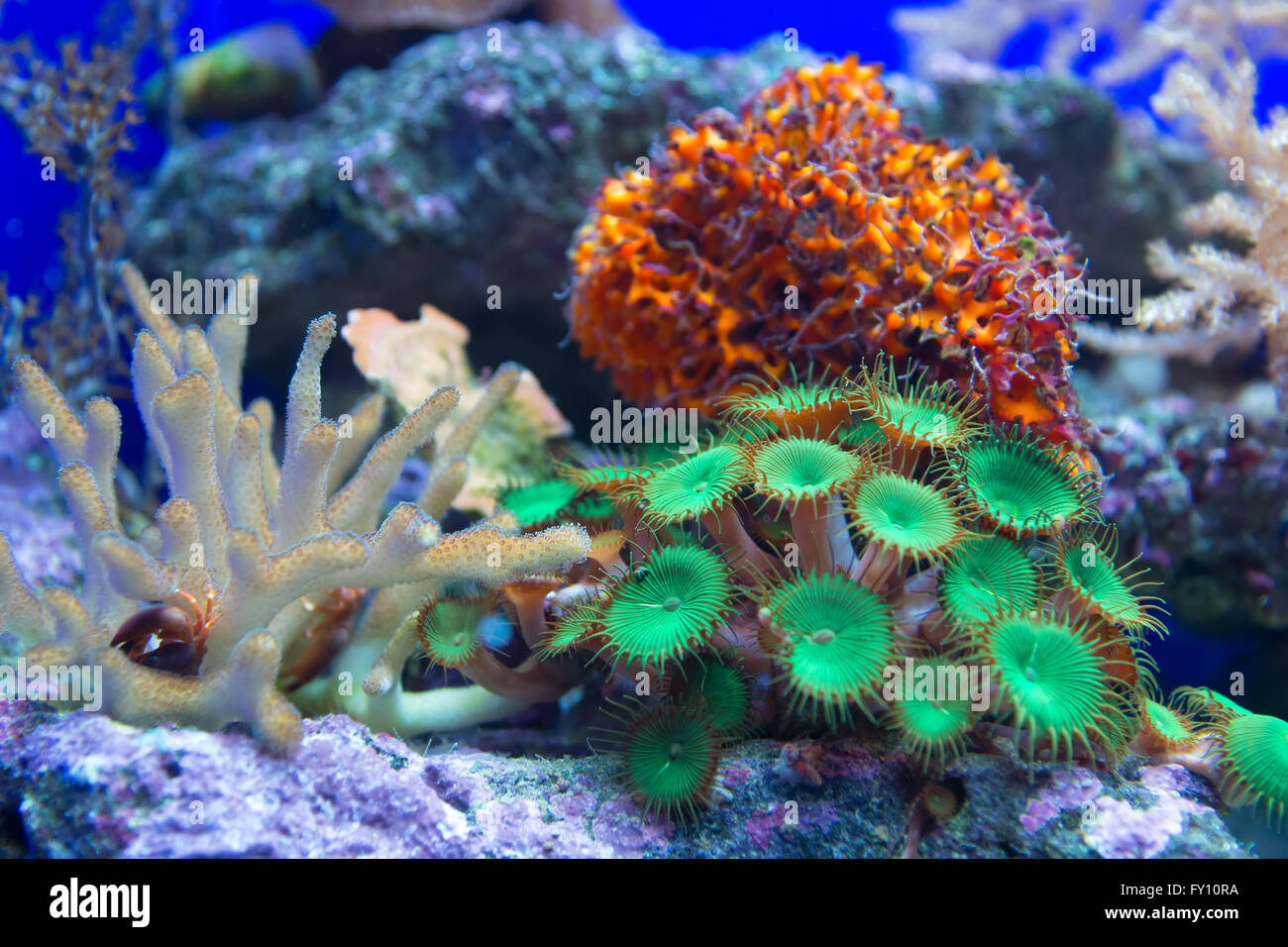 Arrecife de coral Foto de stock
