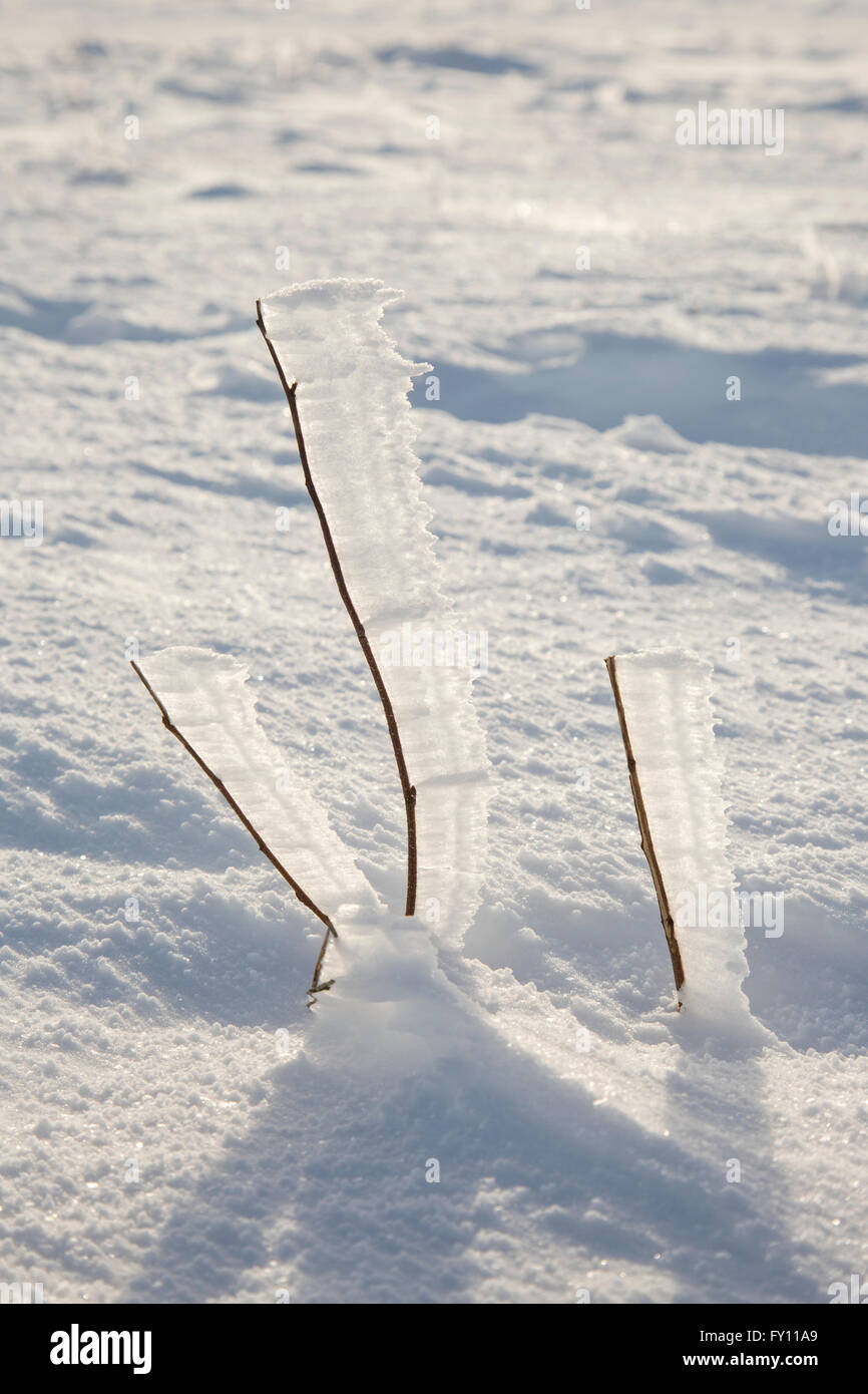 Helada hoar blanco / la escarcha se forman en ramillas apuntando en la misma dirección a causa del viento en invierno Foto de stock