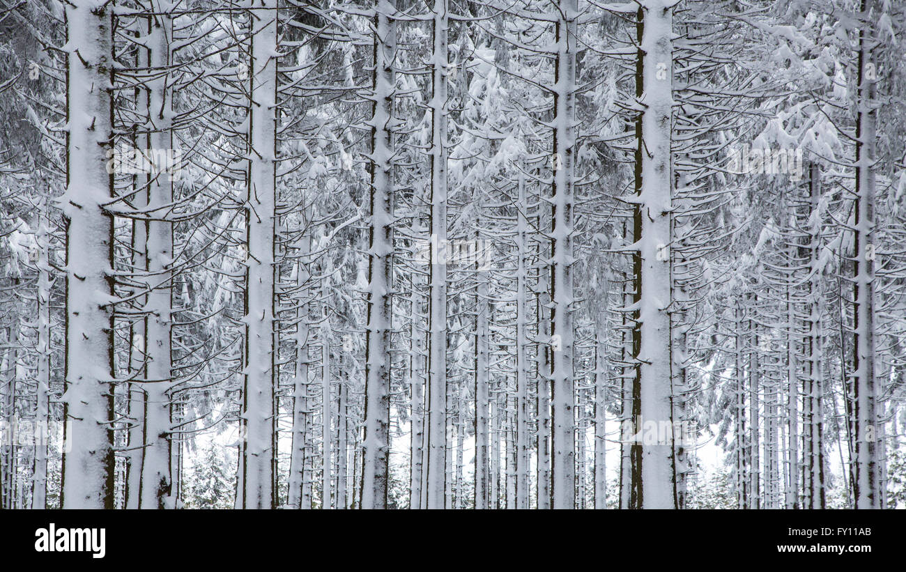 Los troncos de los árboles de pino en el bosque de coníferas cubiertas de nieve en invierno en el Alto Fens / Hautes Fagnes, Ardenas belgas, Bélgica Foto de stock