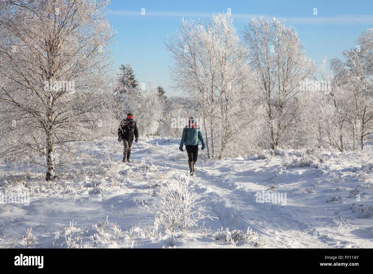 Dos senderistas de caminar en la nieve en invierno en Hoge Venen / Alta Fens / Hautes Fagnes, reserva natural belga en Lieja, Bélgica Foto de stock