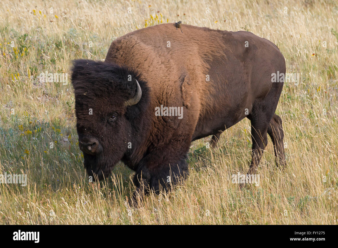 Bisontes americanos / American Buffalo (Bison bison) Bull en verano, el Parque Nacional Waterton Lakes en Alberta, Canadá Foto de stock