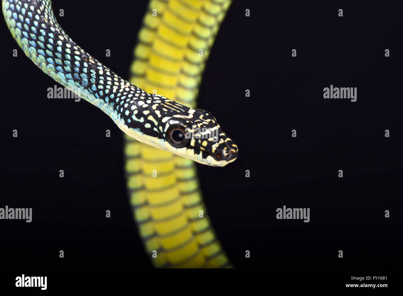 Paraíso serpiente voladora (Chrysopelea paradisi Fotografía de stock