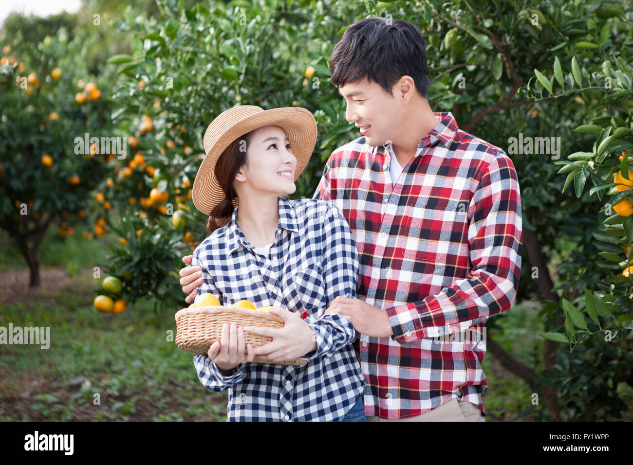 Hombre abrace a una mujer en un sombrero con una canasta de tangerinas de ella detrás en el campo mandarina tanto mirarse Foto de stock