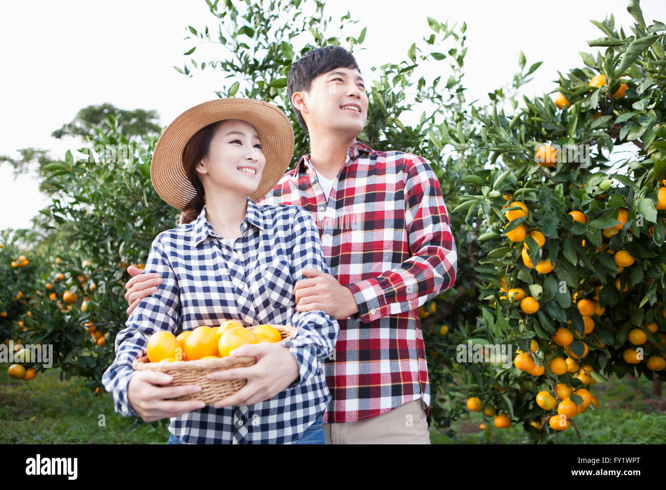 Hombre abrace a una mujer en un sombrero con una canasta de tangerinas de ella detrás en el campo mandarina tanto mirando hacia arriba Foto de stock