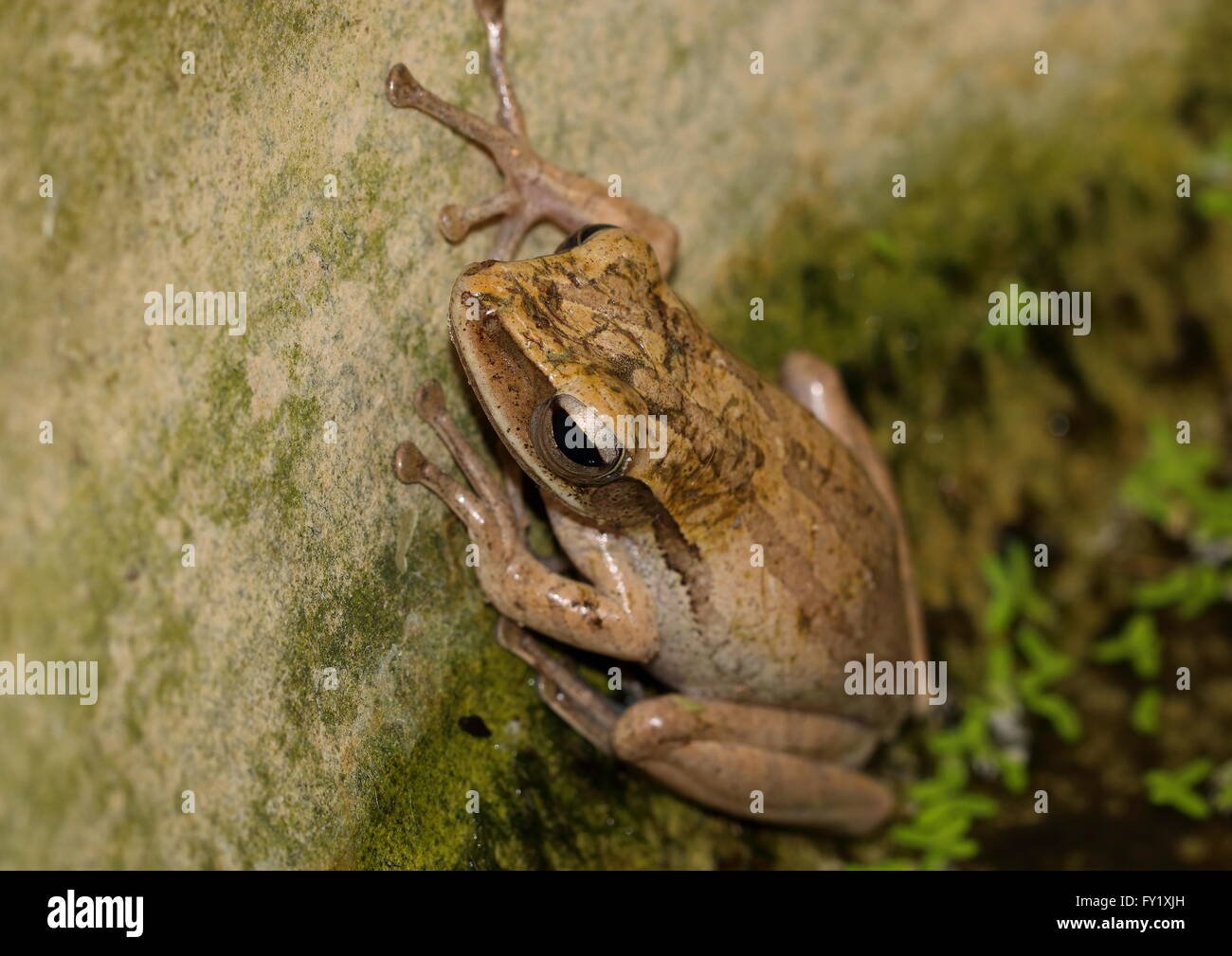 Una rana descansando al lado de un nenúfar urn. Foto de stock