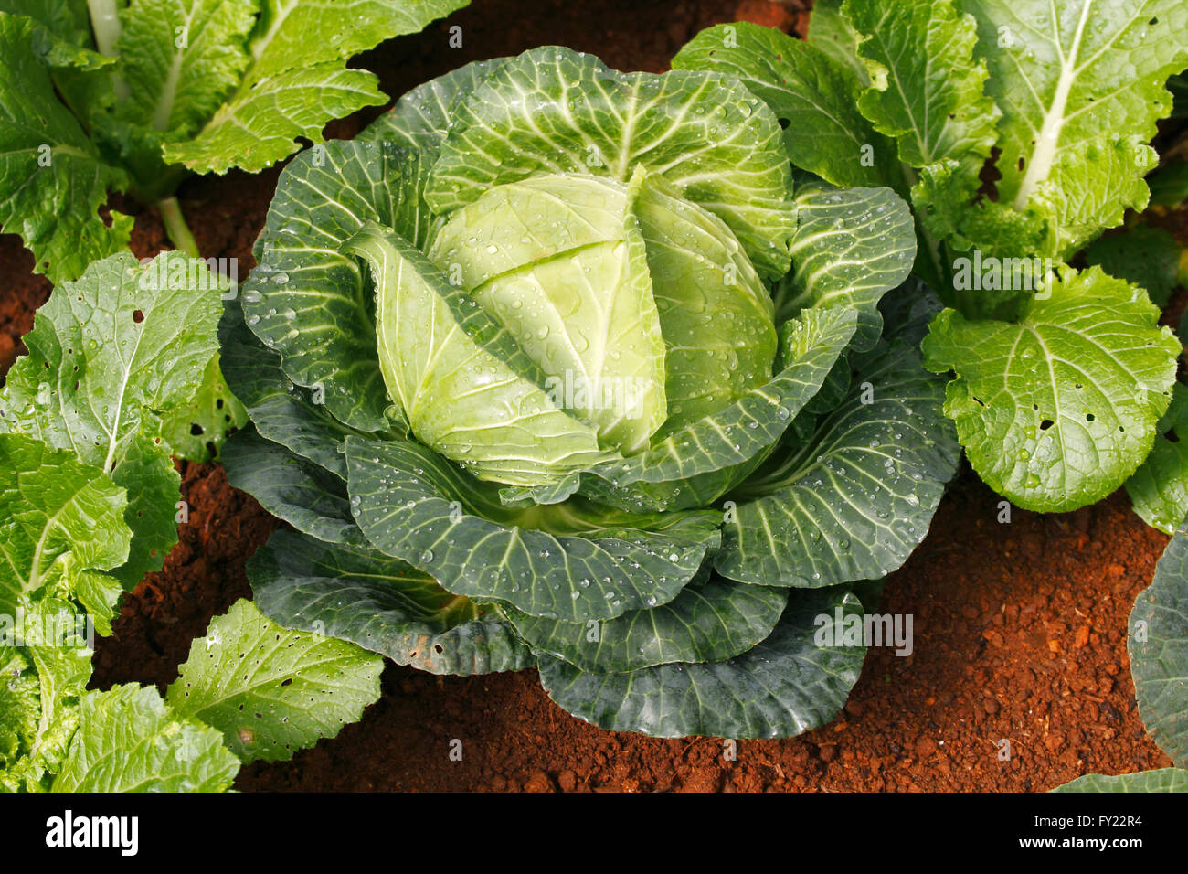 El repollo crecen en cama vegetal Foto de stock