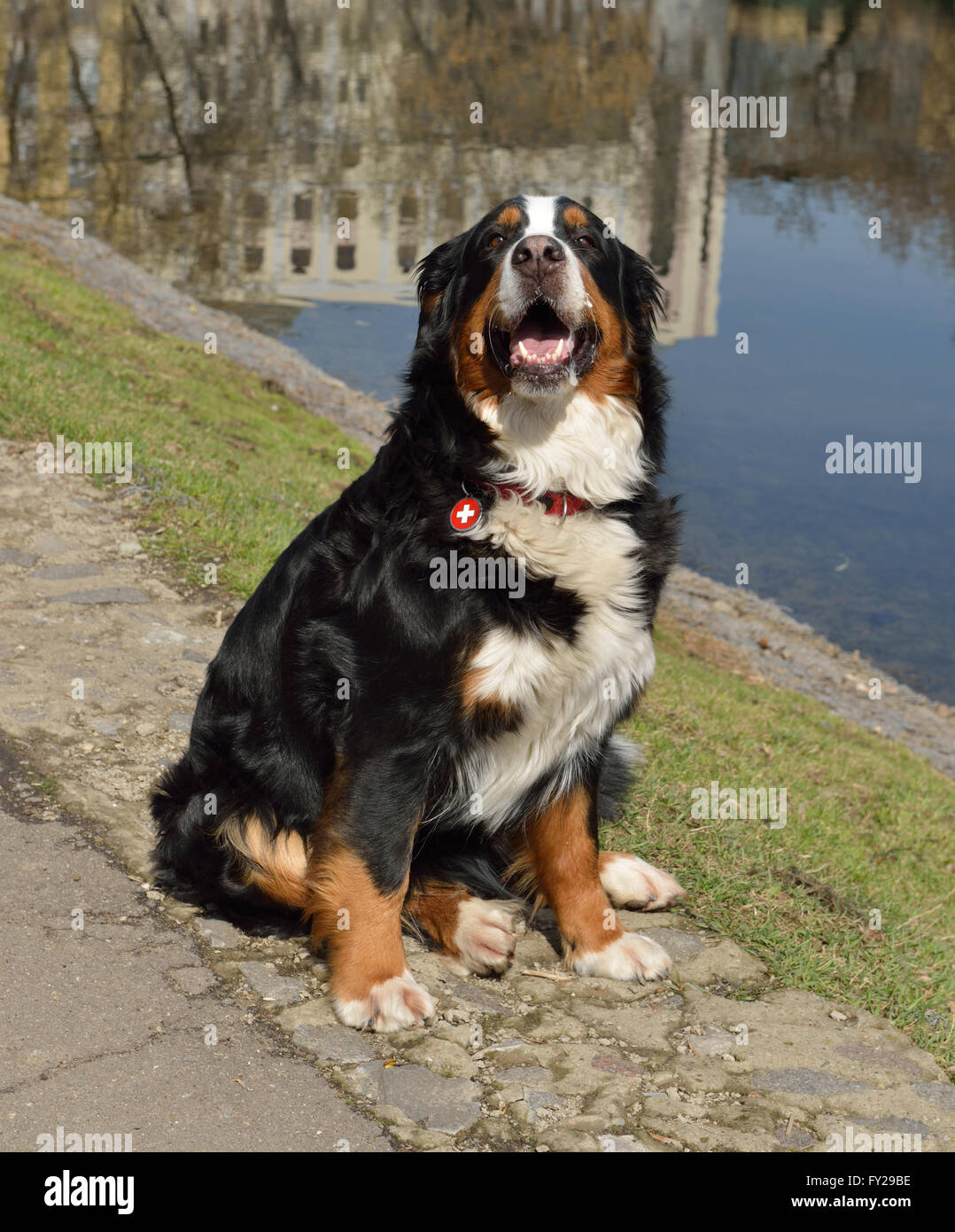 Gran Boyero Suizo Foto de stock