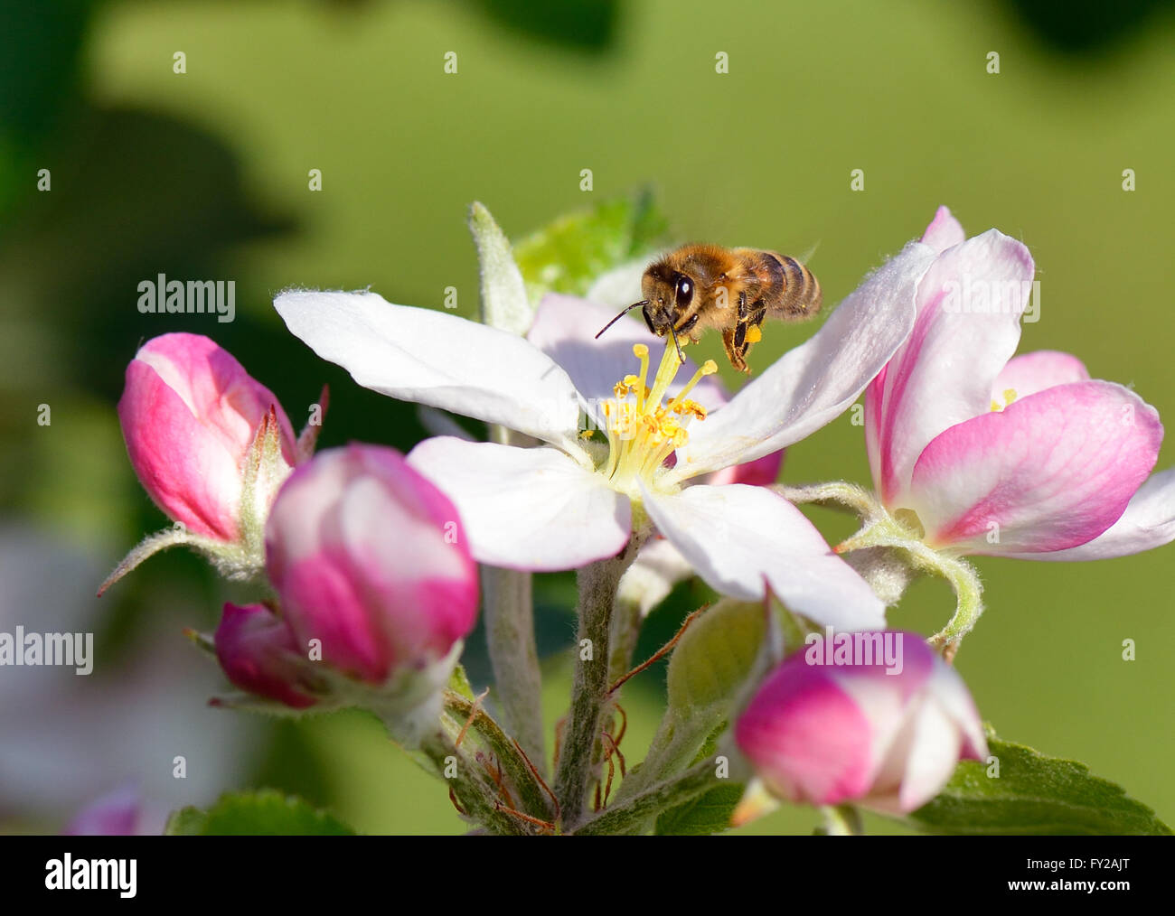 Busy Bee se sitúa sobre un Apple Blossom Foto de stock