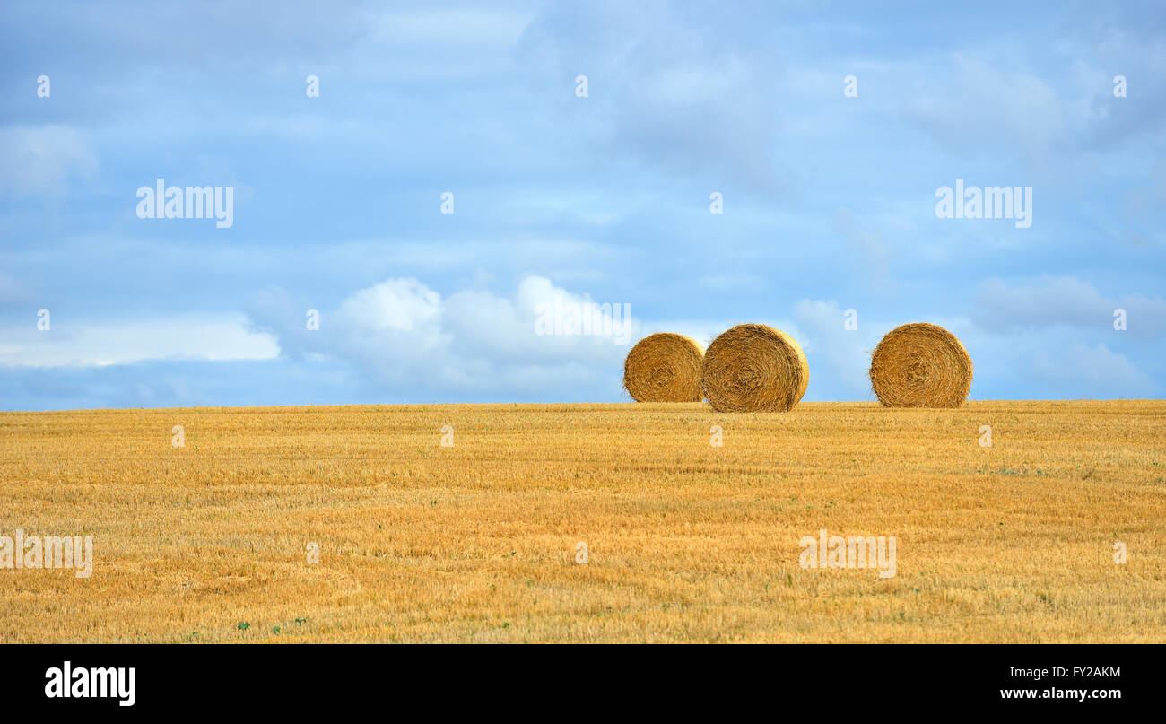 Idilio rural - fardos de paja en el campo cosechado Foto de stock