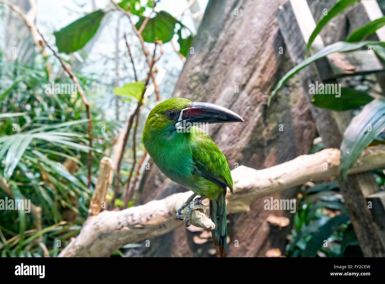 Aves exóticas en el Zoológico del Bronx. Nueva York Foto de stock