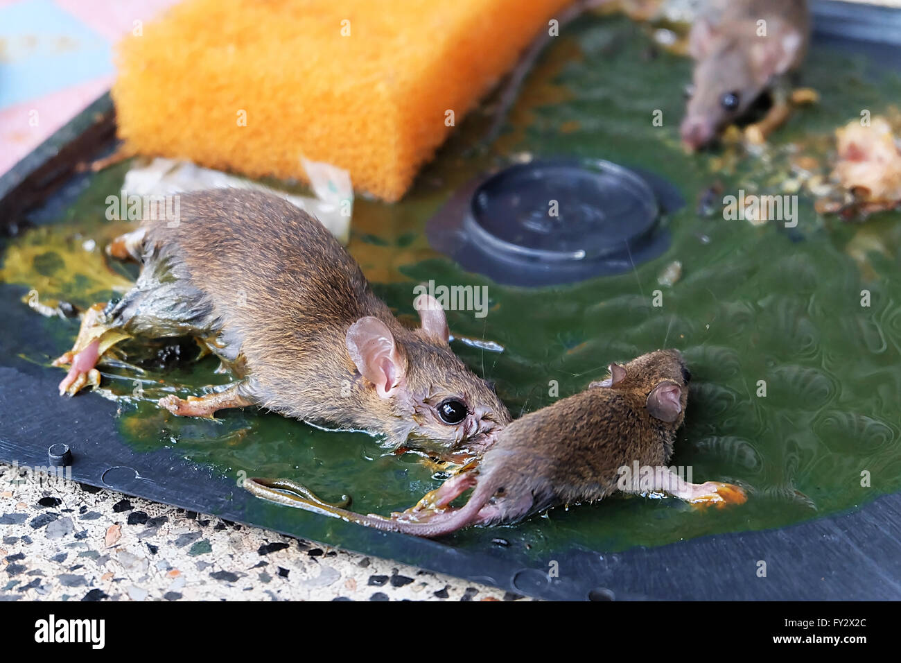 Pegamento para ratas fotografías e imágenes de alta resolución - Alamy
