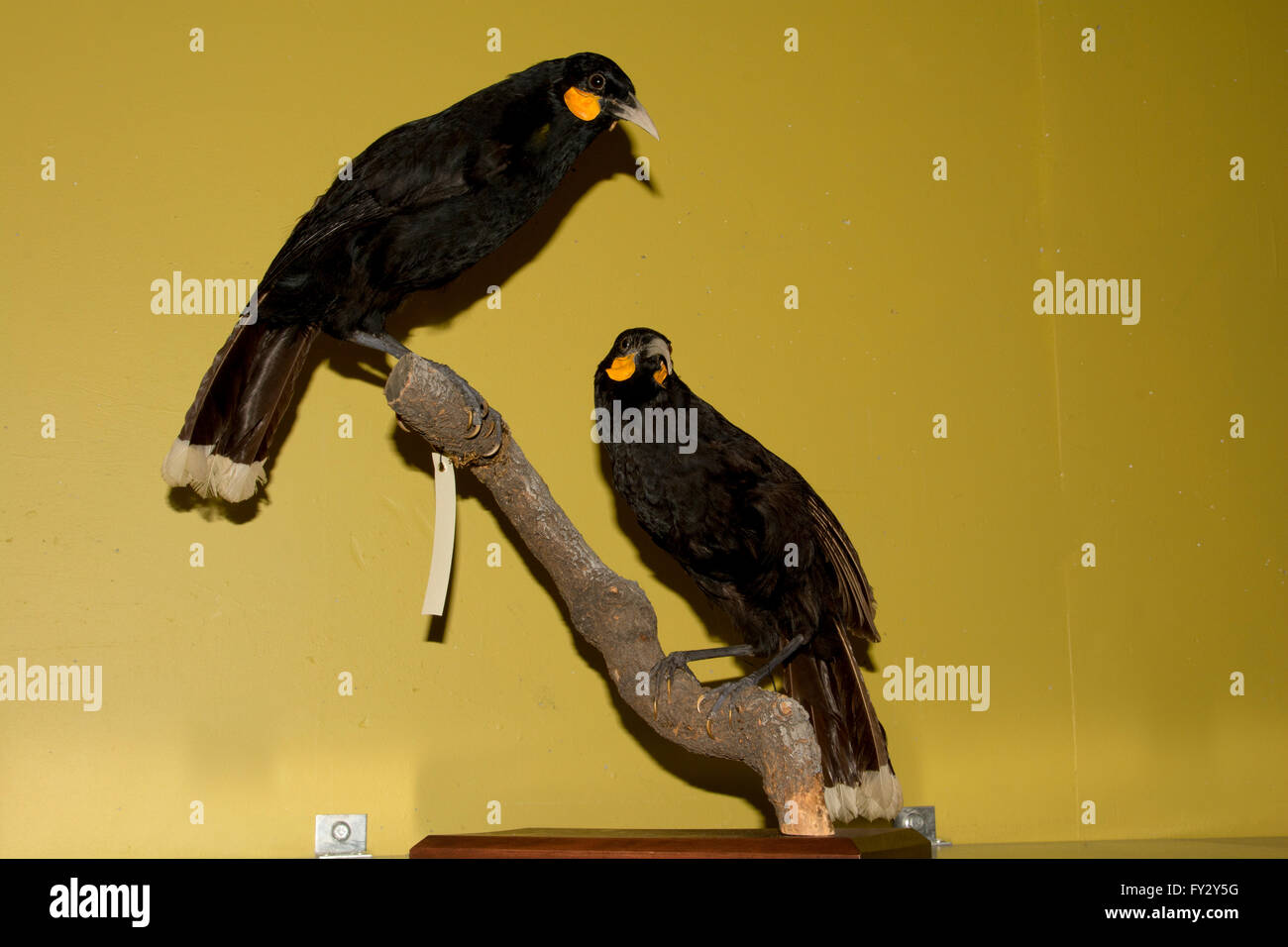 Estos archivos huias en el sótano del Museo Nacional Te Papa en Wellington en Nueva Zelanda se extinguieron en el siglo XX. Foto de stock