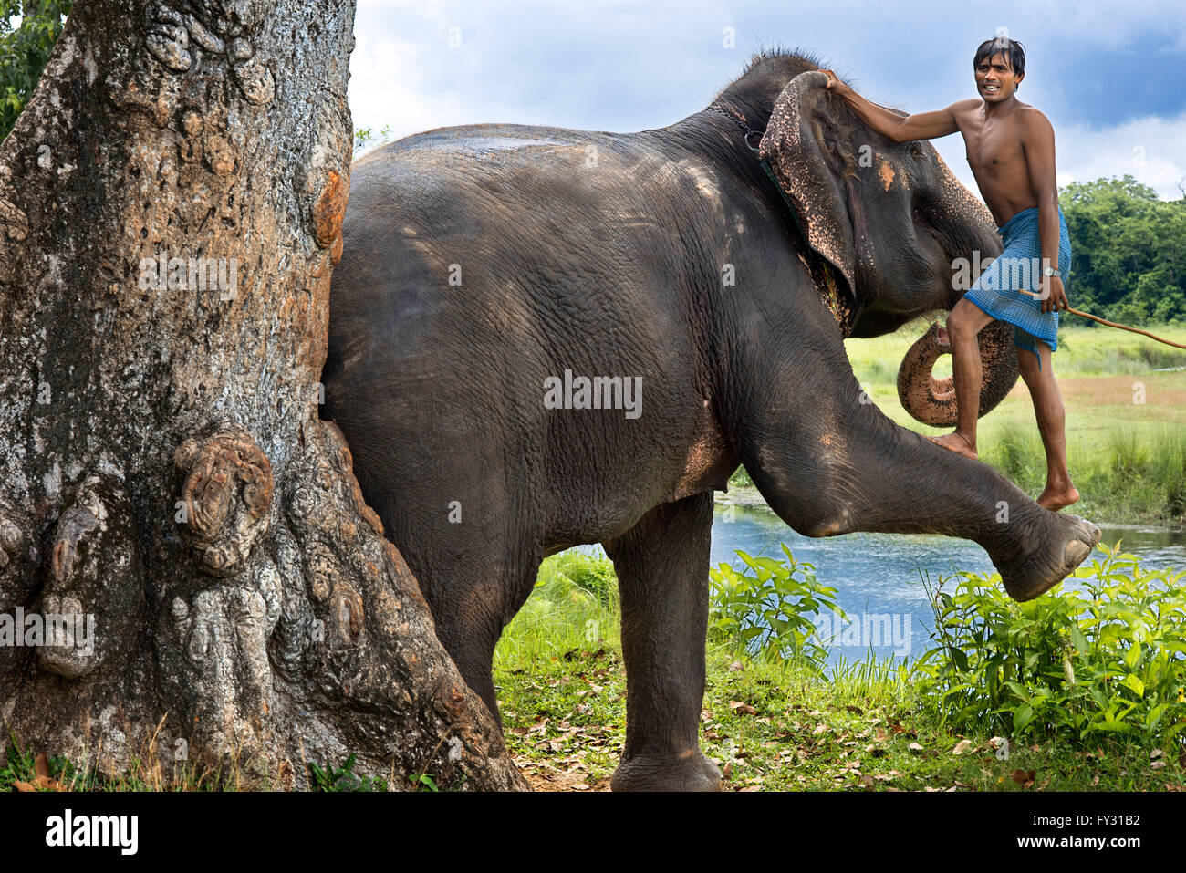Un mahout sube a su elefante a través de este ramal, en el Parque Nacional de Chitwan, Nepal, Asia. Foto de stock