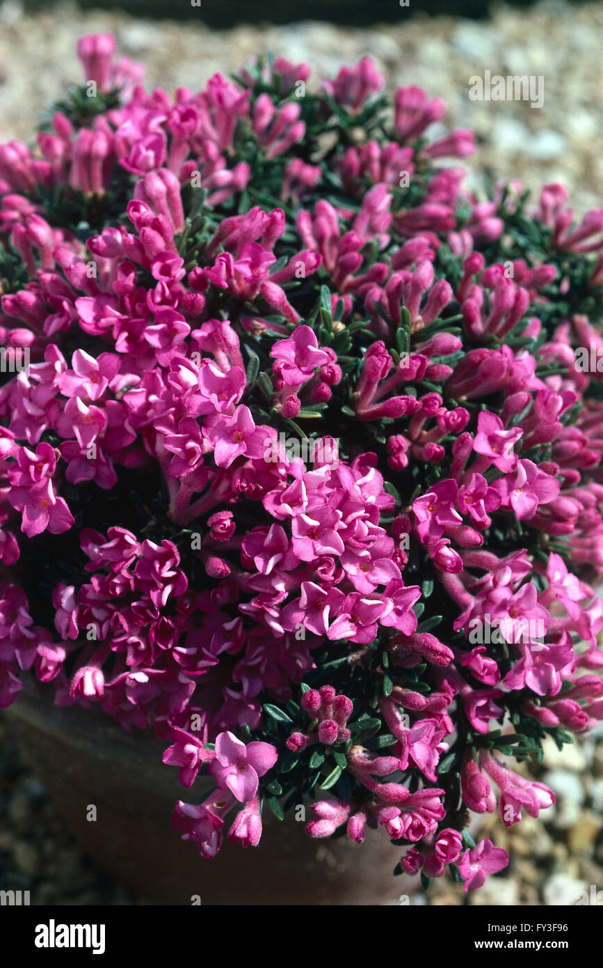 Hojas y flores de Daphne petraea 'Grandiflora' Foto de stock