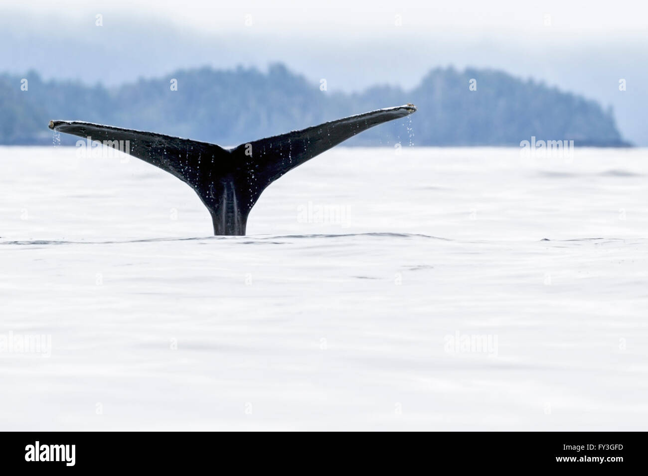 Un adulto de la ballena jorobada (Megaptera novaeangliae) fluking en el mar alrededor de las costas de Alaska, a pesar de la presión sobre su fe Foto de stock