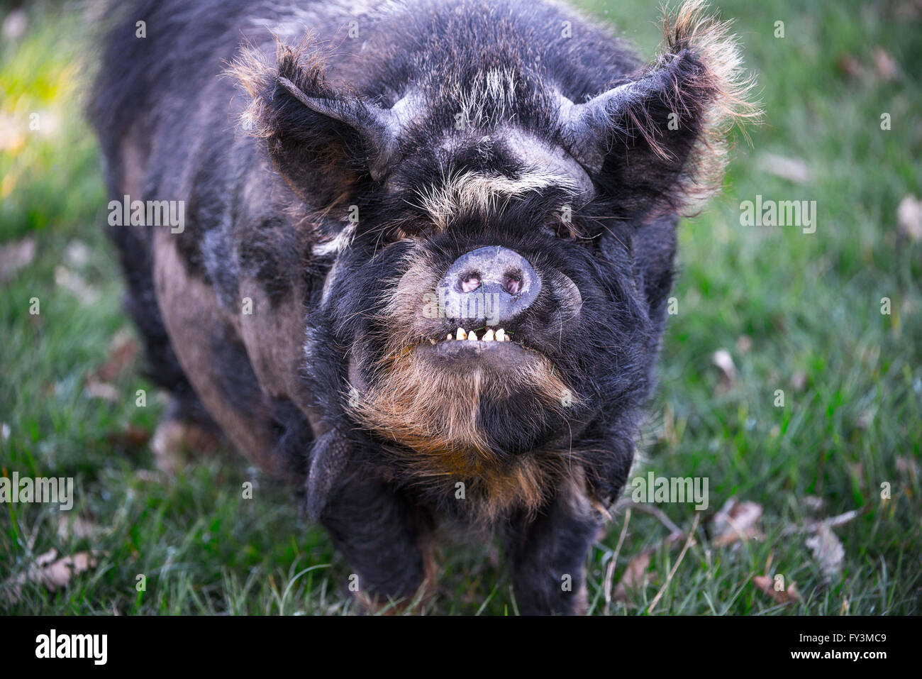 Piggy Ugly Foto de stock