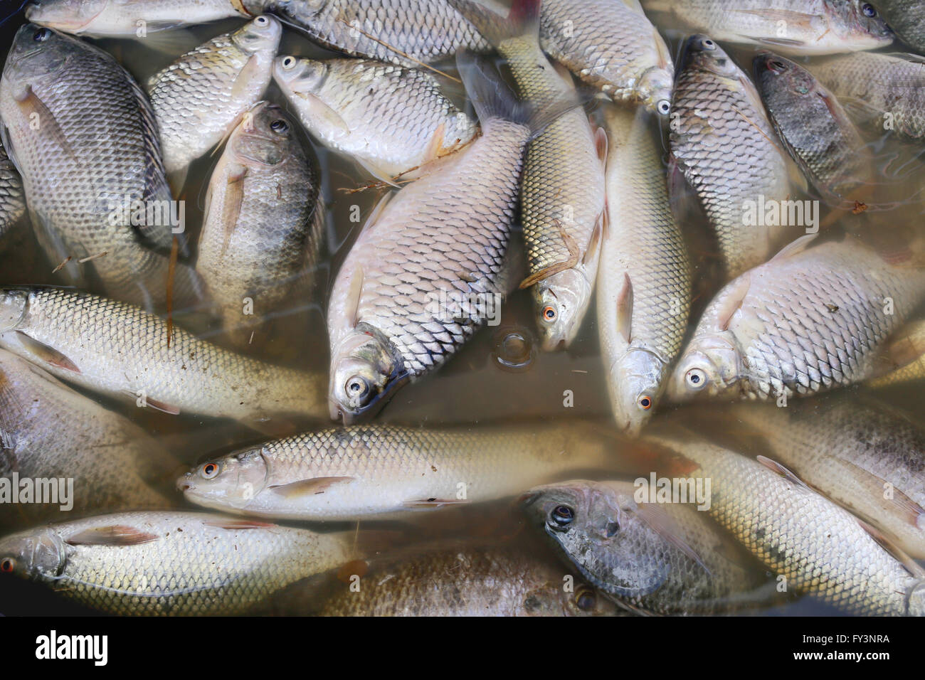 Los peces murieron debido a las aguas residuales de la fábrica industrial. Foto de stock
