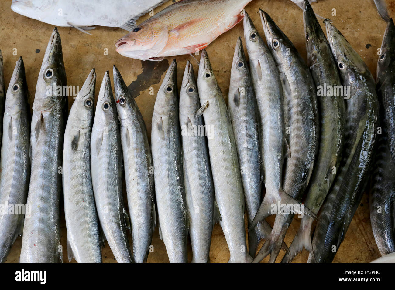 Después de la pesca de peces marinos y atrapados en la noche,fresco pescado barracudas. Foto de stock