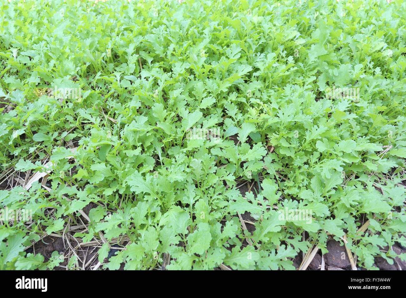 Retoño verde de hortalizas en el jardín,lechuga era de alrededor de un mes. Foto de stock