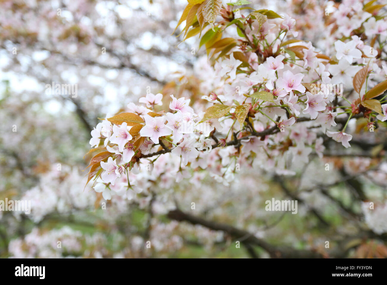 Sakura blanca flor o flores de cerezo en Japón,jardín Flower Festival en Japón antes del verano. Foto de stock