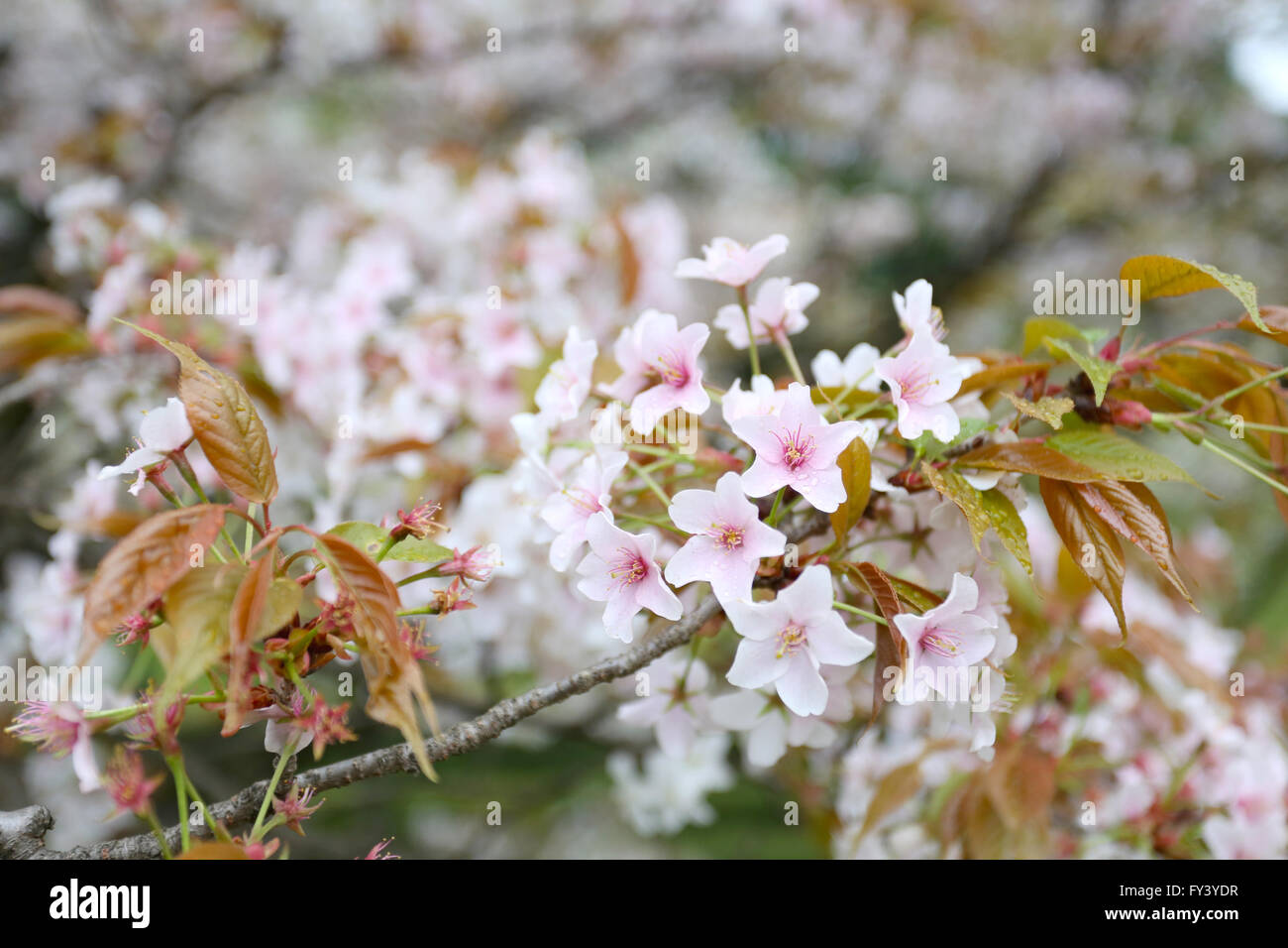 Sakura blanca flor o flores de cerezo en Japón,jardín Flower Festival en Japón antes del verano. Foto de stock