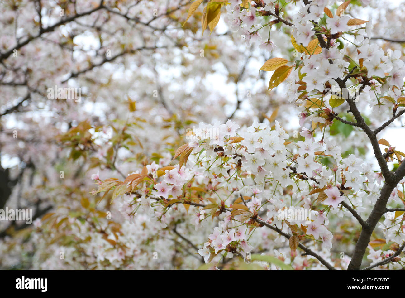Sakura blanca flor o flores de cerezo en Japón,jardín Flower Festival en Japón antes del verano. Foto de stock