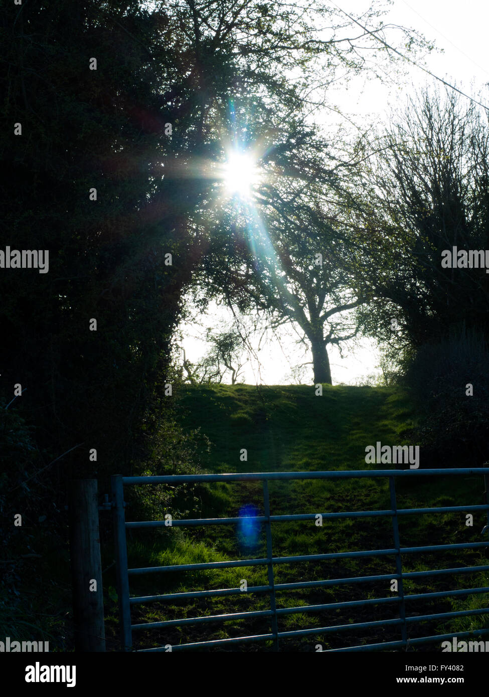 Escena campestre con el sol brillando a través de los árboles Foto de stock