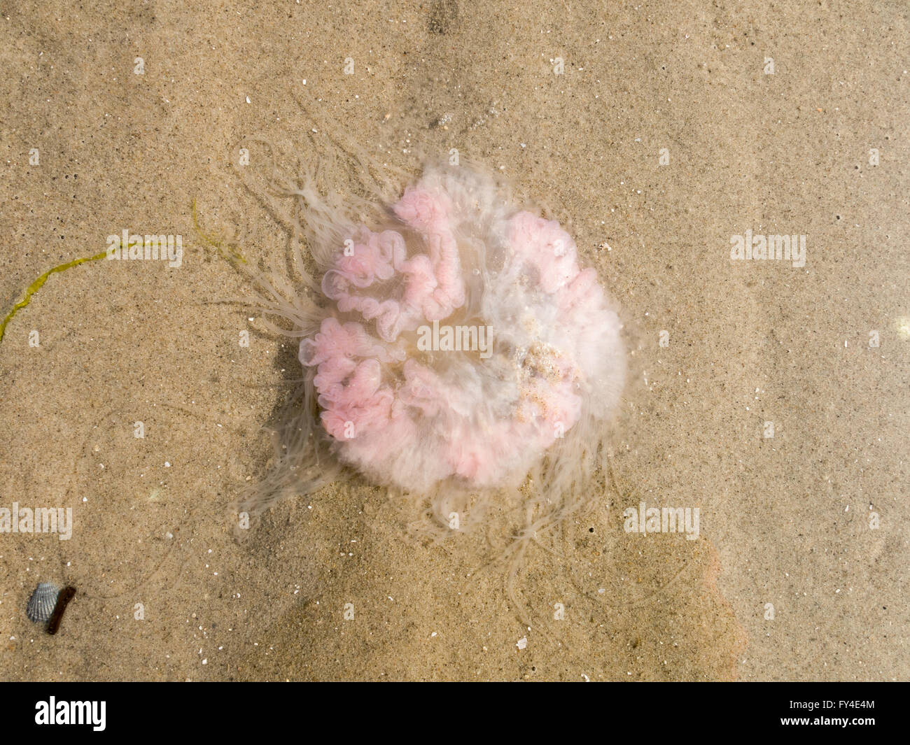 Medusas en la arena de los humedales del Mar de Wadden holandés, Países Bajos Foto de stock