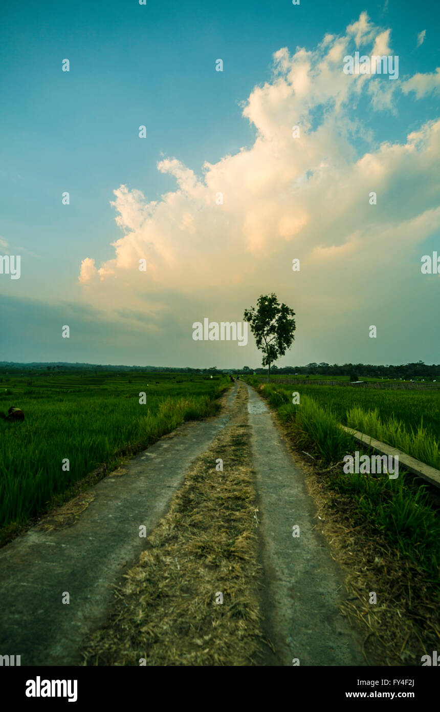 Hermosa nube más único árbol -el cielo nocturno en el arrozal, país camino lateral. Foto de stock