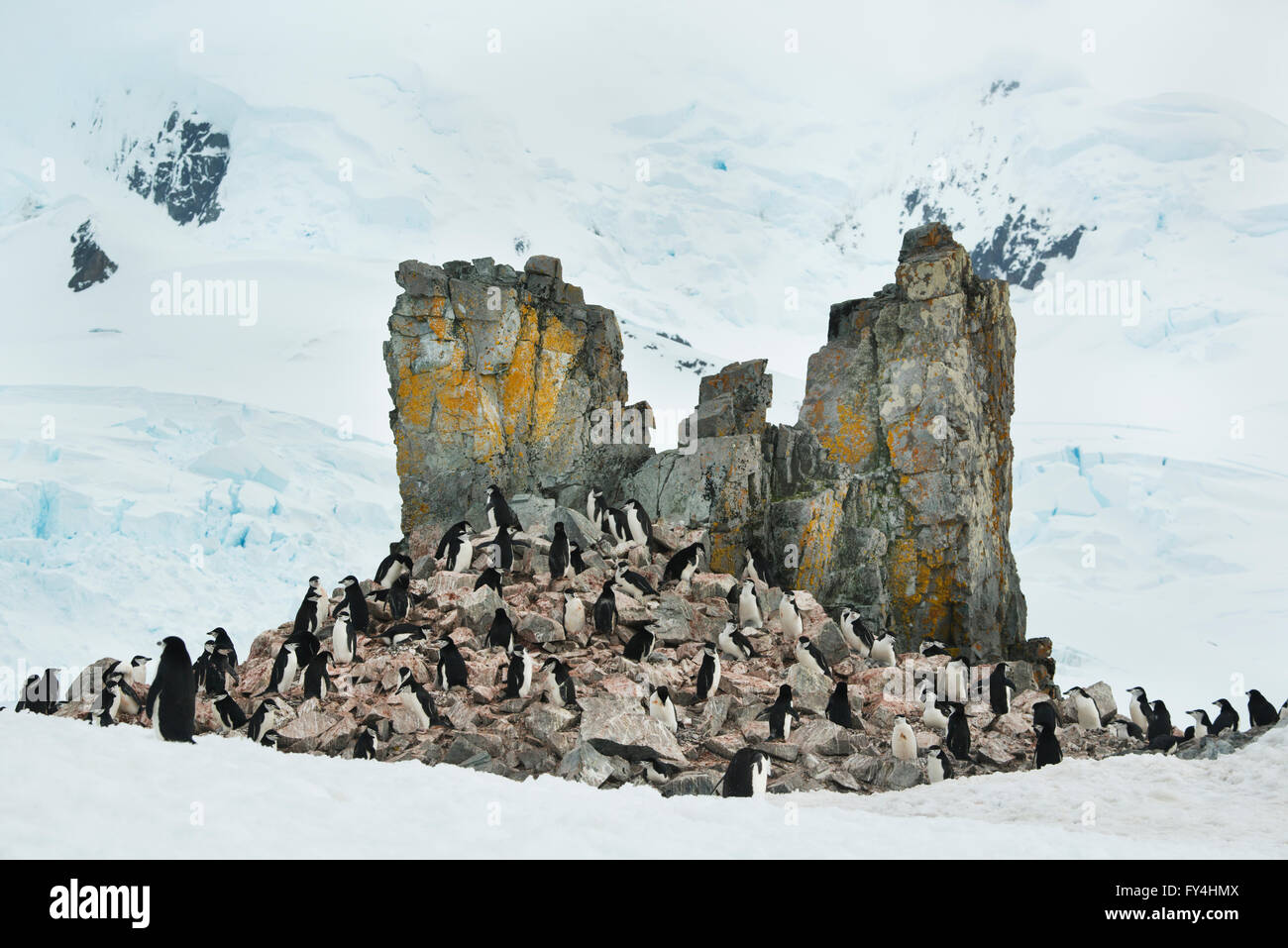 Pingüinos de barbijo (Pygoscelis antarctica) colonia de anidación, la mitad de la isla de la Luna, en la Península Antártica, en la Antártida Foto de stock