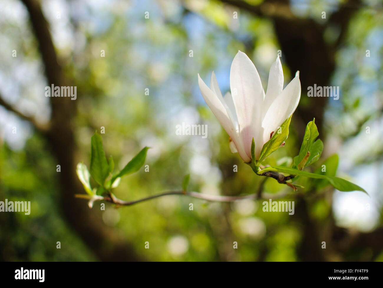 Una magnolia simboliza a menudo el lado femenino de la vida. Foto de stock