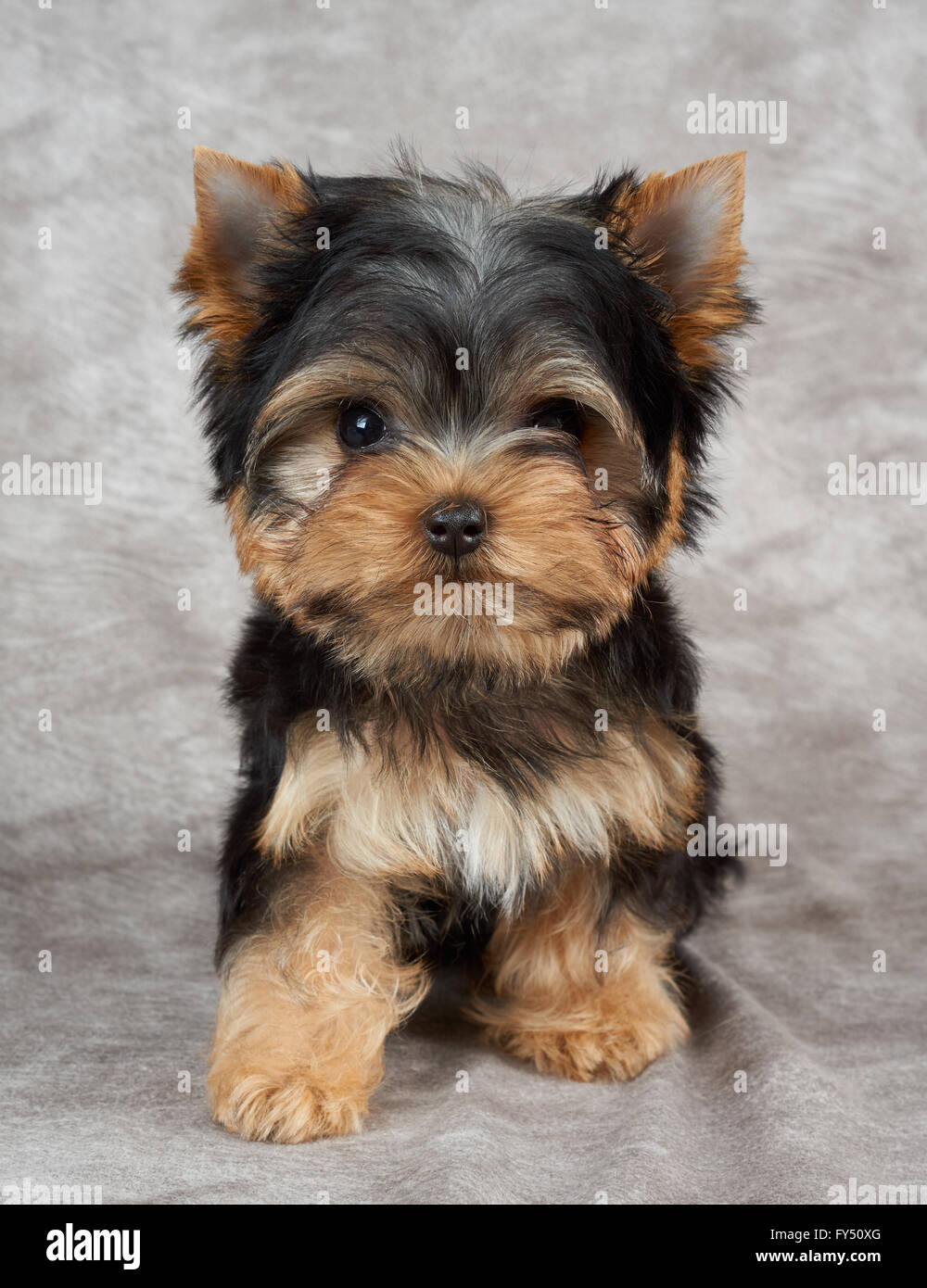 Yorkshire terrier mini toy fotografías e imágenes de alta resolución - Alamy