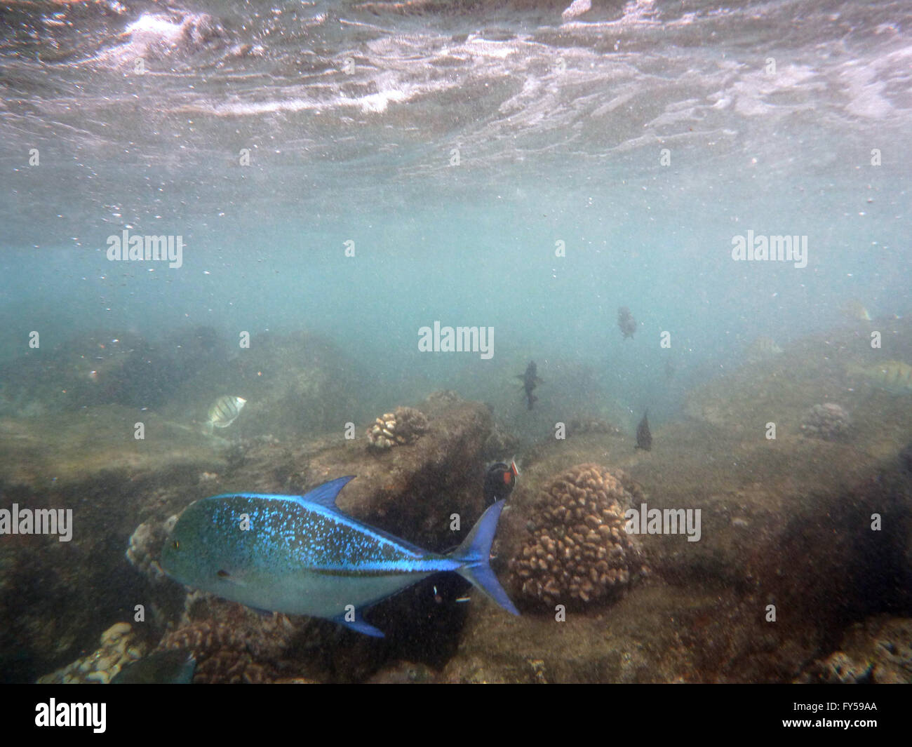 "Ōmilu - Atún rojo - Caranx melampygus jureles nadando por debajo de las olas con otros peces en la bahía de Hanauma. Foto de stock