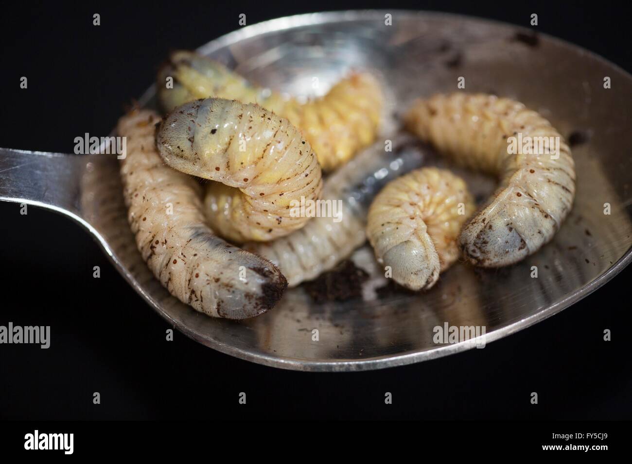 Cría de larvas (Dola Pachnoda butana) Foto de stock