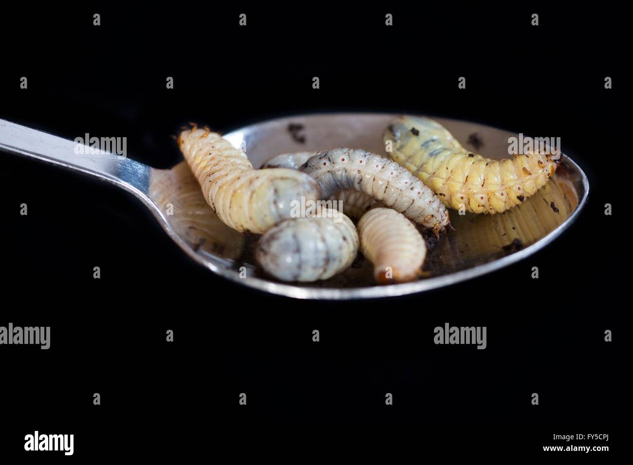Cría de larvas (Dola Pachnoda butana) Foto de stock