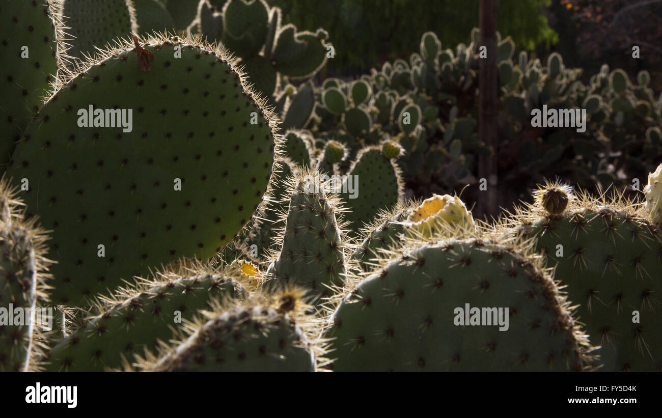 La primera luz del día, reflejándose en un bosque de cactus; palas de Nopal Cactus Foto de stock