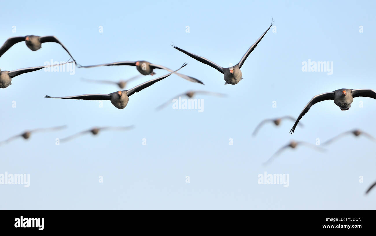 Una bandada de gansos en vuelo graylag. Foto de stock