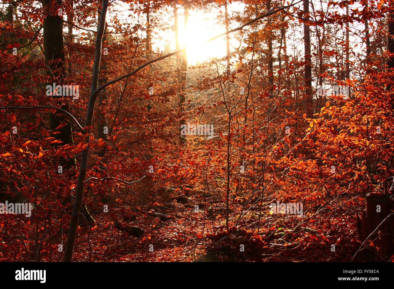 Bosques en otoño Foto de stock
