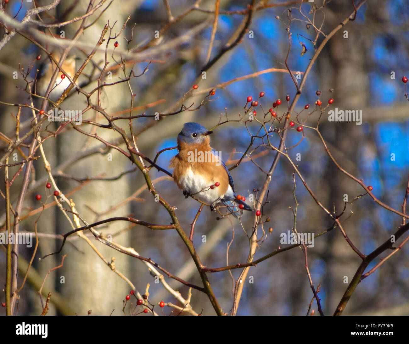 Bluebird oriental en una ramita con bayas rojas Foto de stock