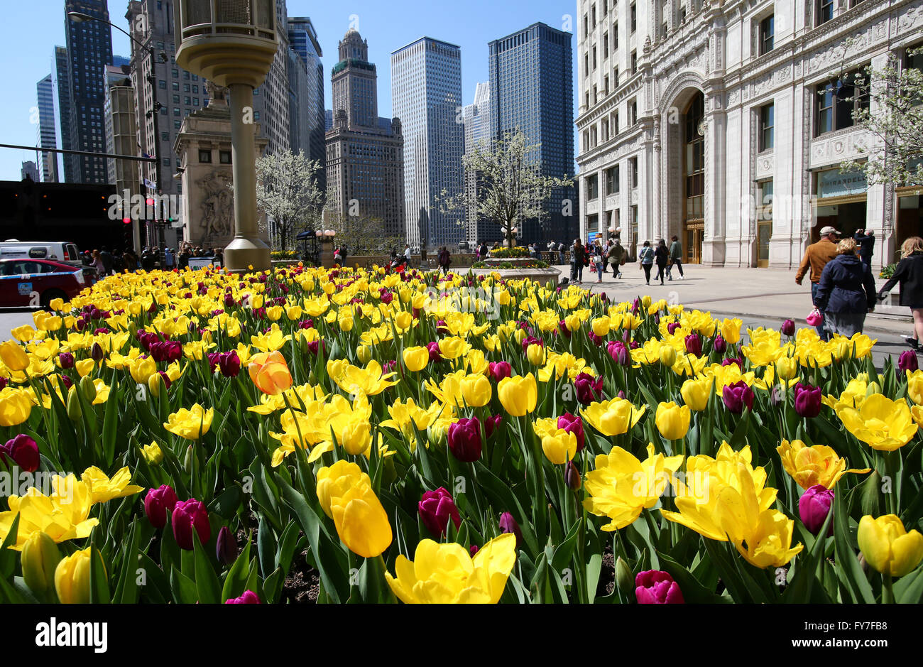 Amarillo y violeta los tulipanes en flor a lo largo de la Avenida