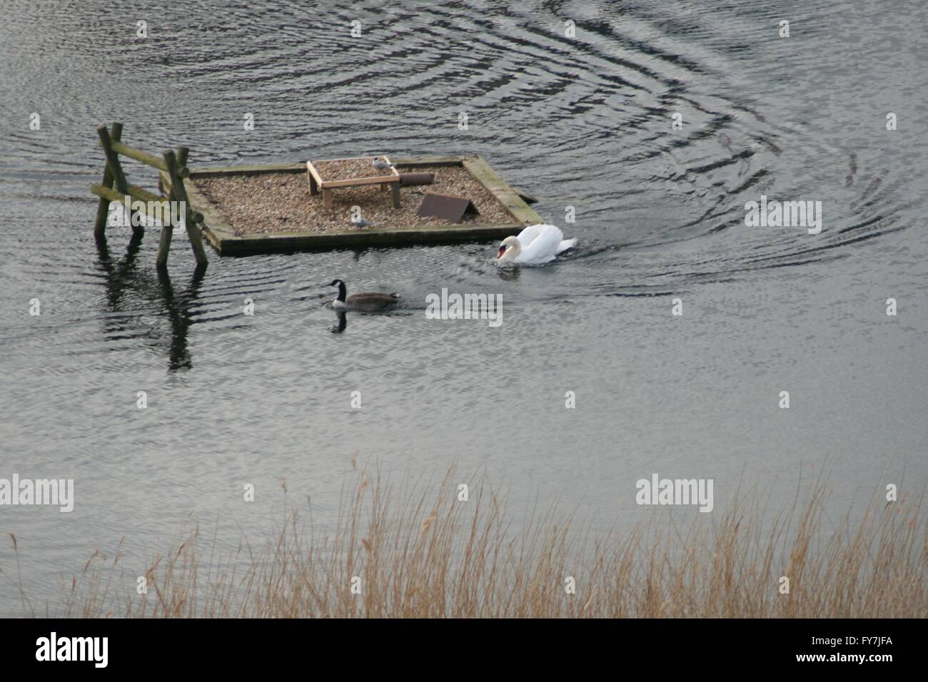 Swan y Canadá ganso en el lago de los Cisnes Foto de stock