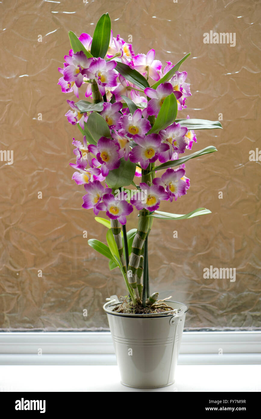 Noble, Dendrobium Dendrobium nobile, rosa Floración de orquídeas cultivadas con pseudobulbos formados en los tallos Foto de stock