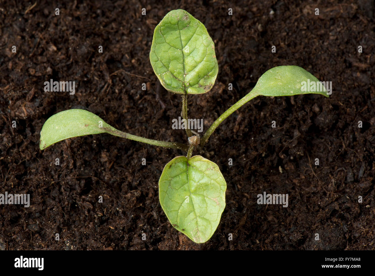 Ajo mostaza o gato-por-la-hedge, Alliaria petiolata, maleza de plántulas con cotiledones y primeras hojas verdaderas Foto de stock