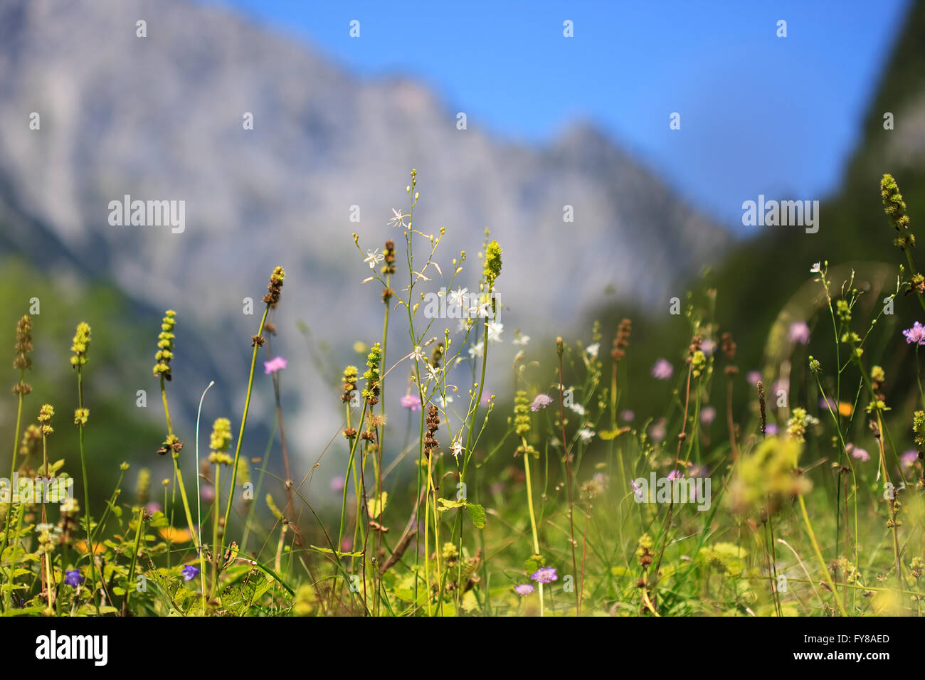 Hierbas silvestres creciendo sobre una pradera en los Alpes en verano Foto de stock