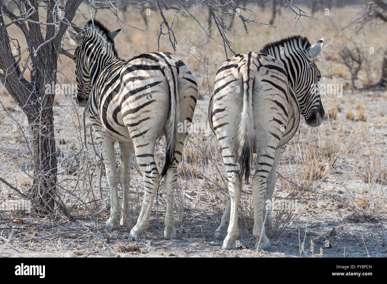 Plain's Zebra, la carrera de Burchell, de pie a la sombra, Etosha Parque Nacional, Namibia Foto de stock