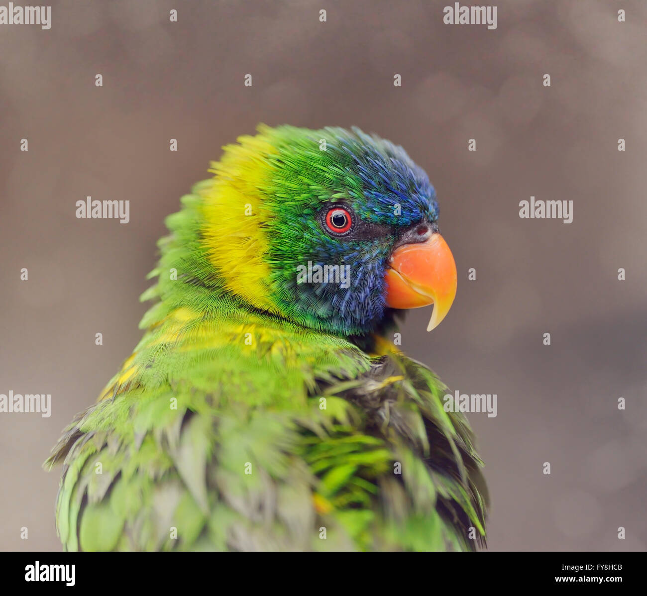 Rainbow Lorikeet ,Primer Plano Foto de stock