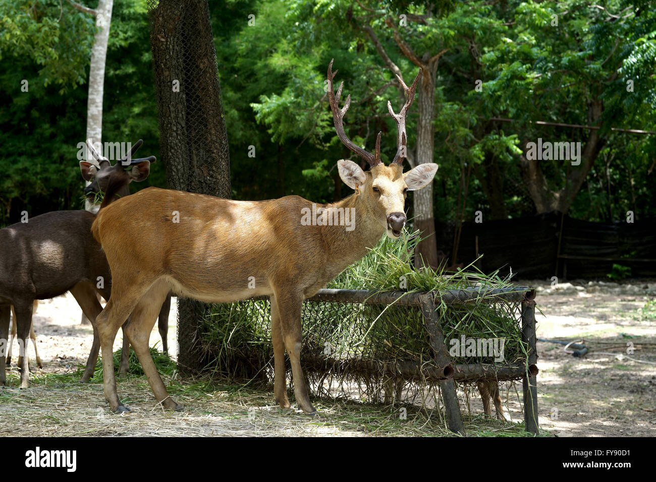 Primer plano de brow antlered ciervos en el zoo Foto de stock